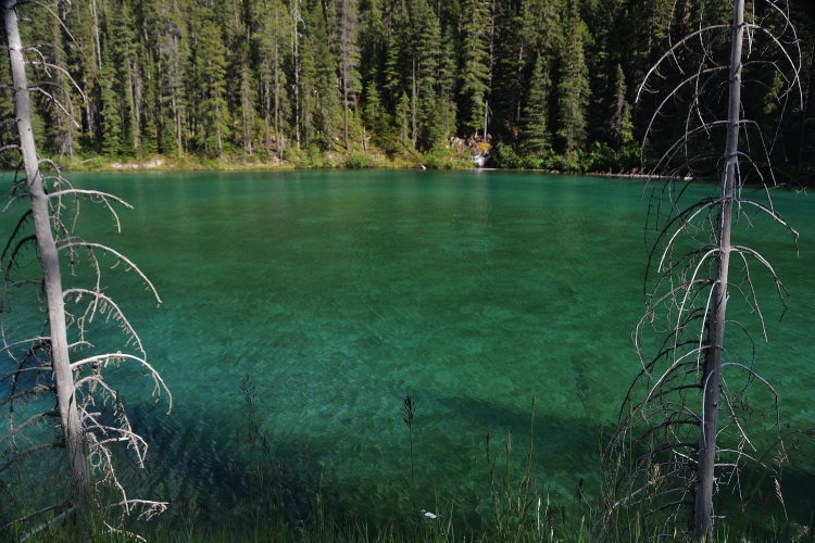 Olive Lake